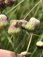 Erigeron primulifolius