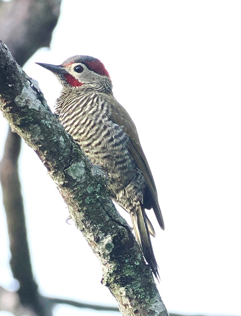 Golden-olive Woodpecker (Colaptes rubiginosus), photo 6