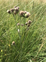 Erigeron primulifolius