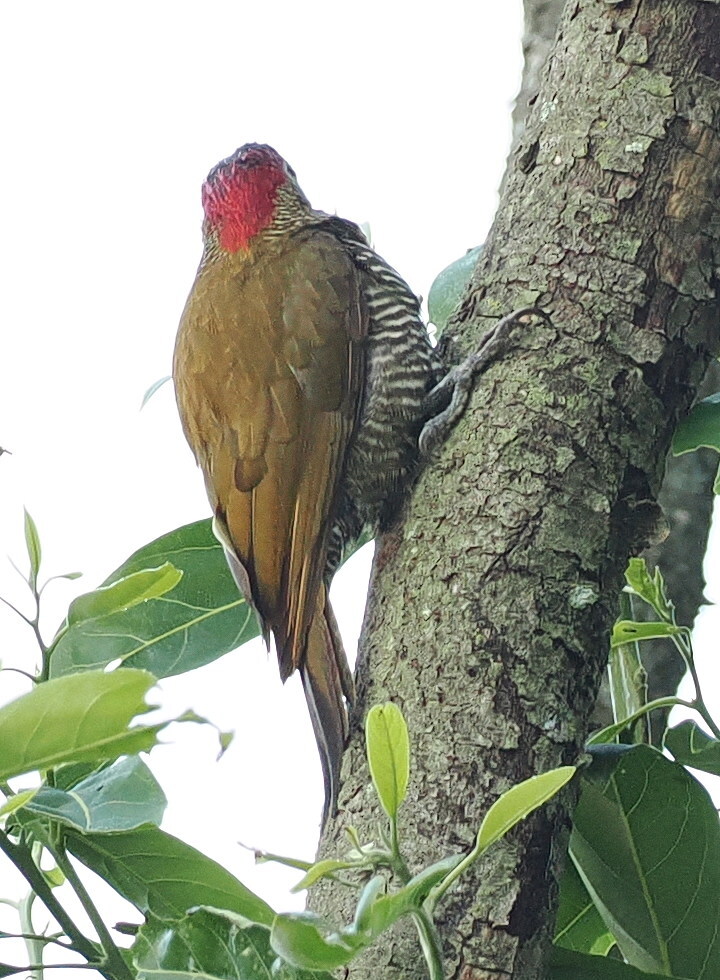 Golden-olive Woodpecker (Colaptes rubiginosus), photo 7