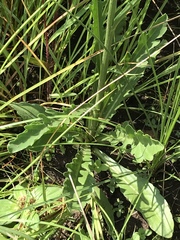 Erigeron primulifolius