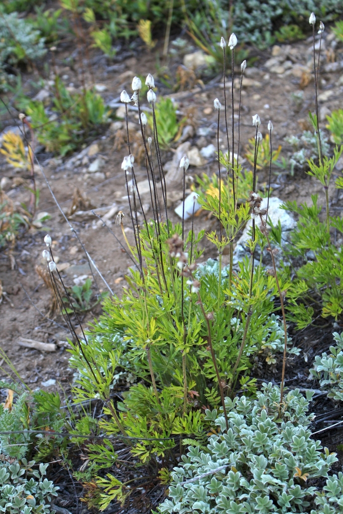 Cutleaf Anemone from Bariloche Department, Río Negro Province ...