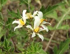 Solanum grayi