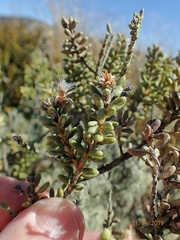 Olearia cymbifolia