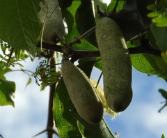 Adenocalymma inundatum