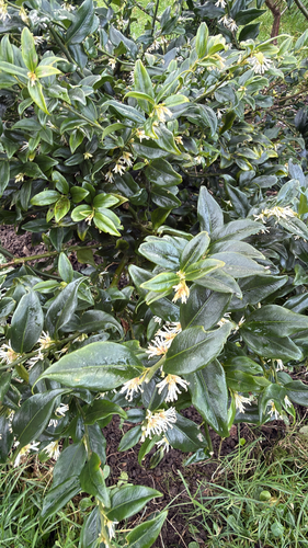 Sarcococca, 2026-02-03