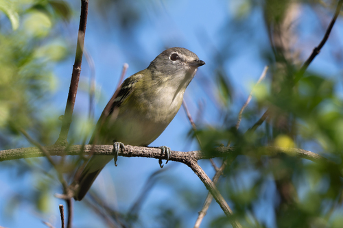 Cassin's Vireo (Vireo cassinii)