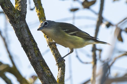 Cassin's Vireo (Vireo cassinii), photo 2