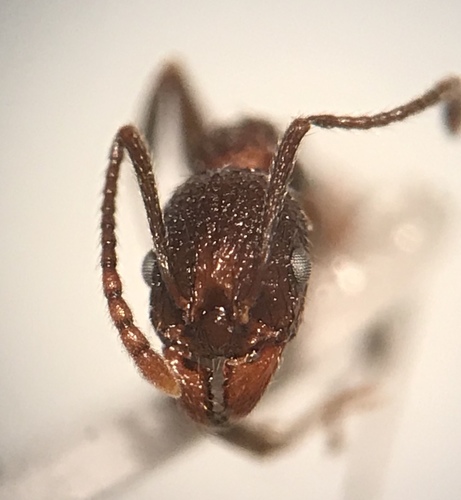 Mary's Collared Ant photo 3