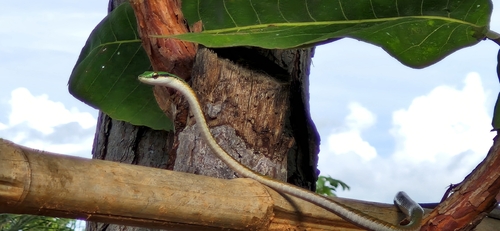 Leptophis mystacinus