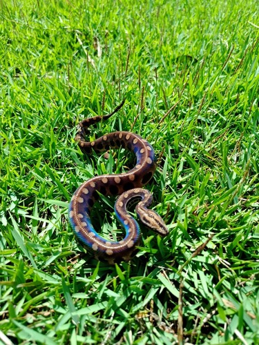 Eastern Rainbow Boa