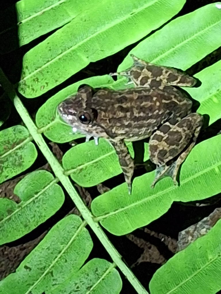 Kuhl's Wart Frog (Limnonectes kuhlii)