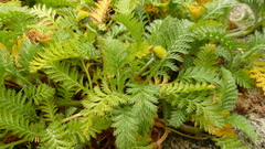 Leptinella plumosa
