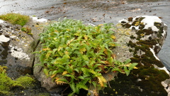 Leptinella plumosa