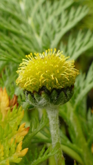 Leptinella plumosa