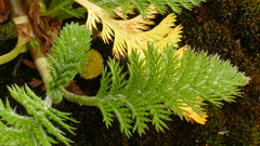 Leptinella plumosa