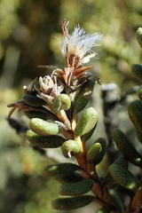 Olearia cymbifolia