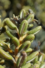 Olearia cymbifolia
