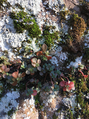 Sedum ternatum
