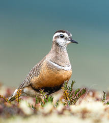 Eurasian Dotterel photo 2