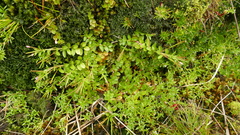 Epilobium confertifolium