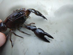 Geocharax tasmanicus