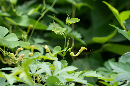 Aristolochia contorta iNat (1)