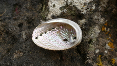 Haliotis virginea huttoni