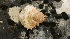 Leptomithrax australis