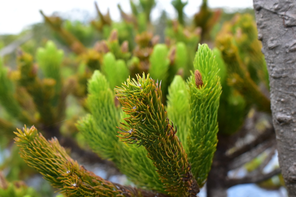 Dacrydium guillauminii (Guillaumin's Resin Yew)