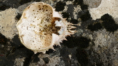 Leptomithrax australis