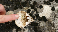 Leptomithrax australis