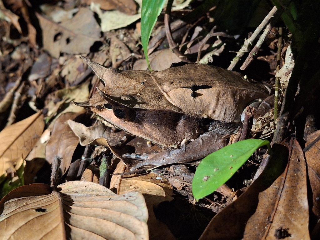 Malayan Horned Frog (Megophrys nasuta)