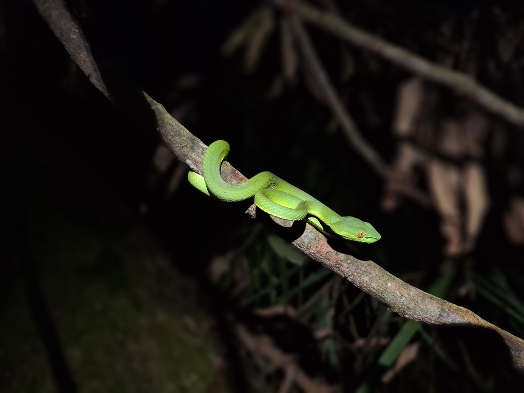Sabah Bamboo Pitviper (Trimeresurus sabahi)