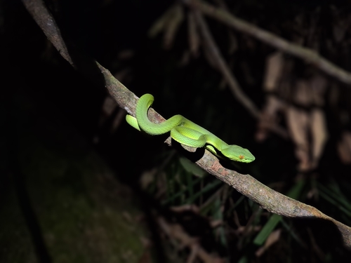 Trimeresurus sabahi