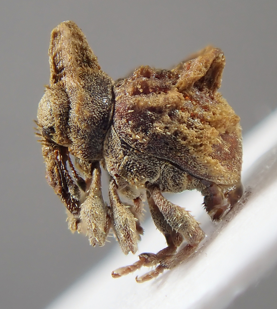 Cranopoeus
