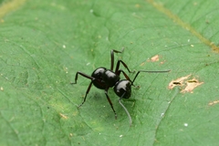 Polyrhachis robsoni