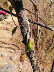 Funastrum pannosum