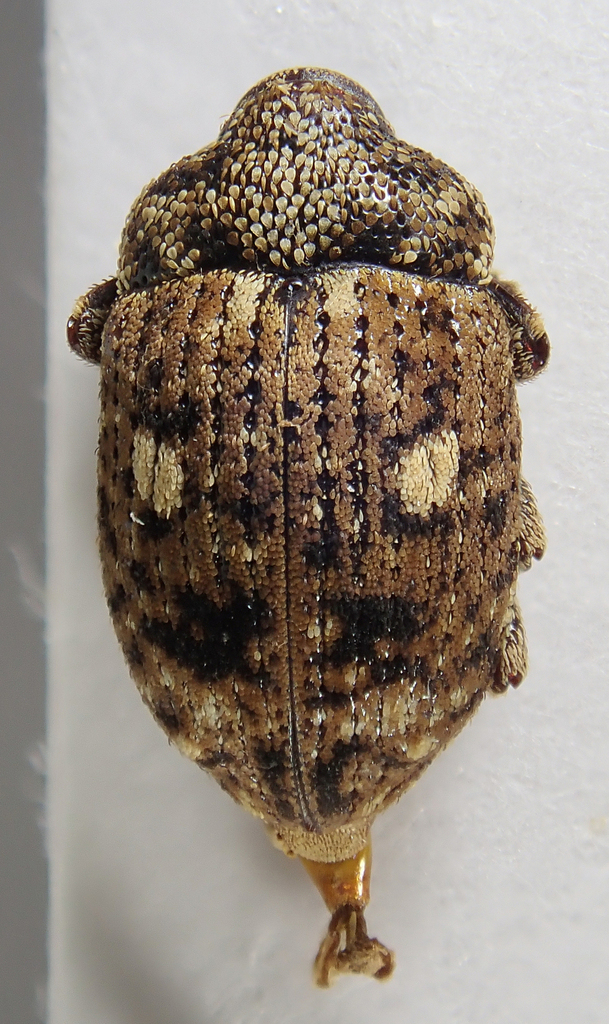 Orochlesis gibbera