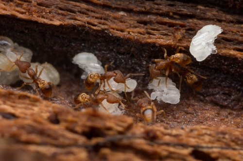 Strumigenys harpyiaStrumigenys harpyia