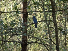 Aphelocoma wollweberi