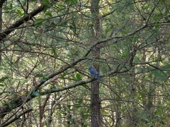 Aphelocoma wollweberi