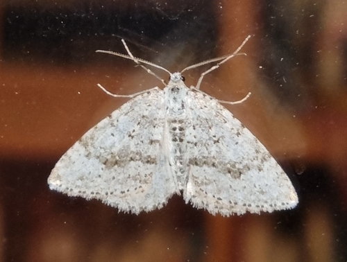 Colostygia multistrigaria multistrigaria