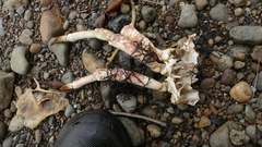 Jacquinotia edwardsii