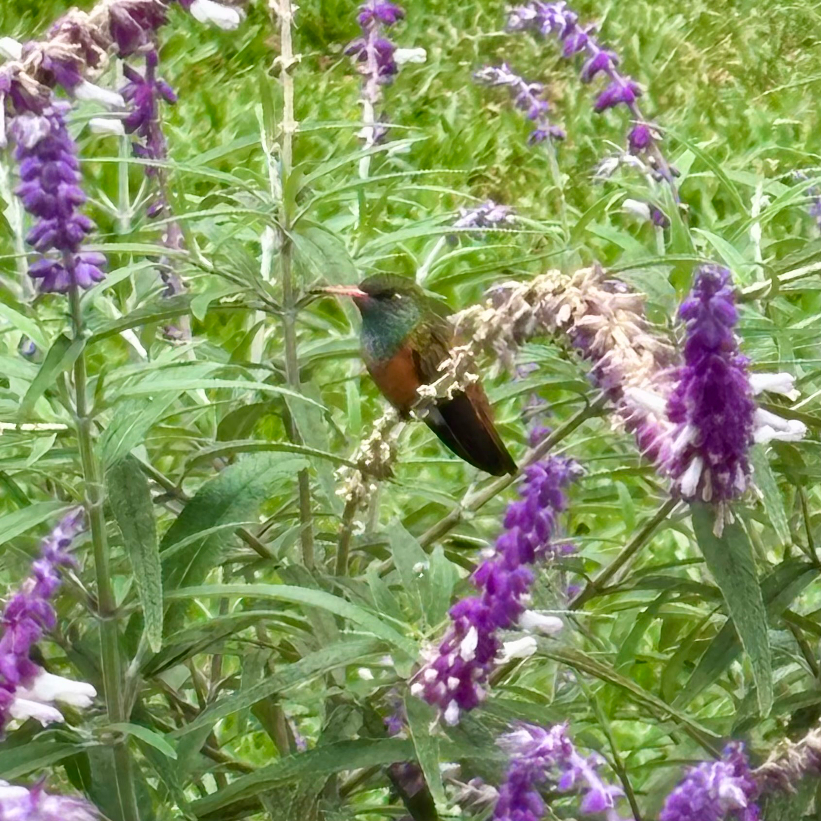 Amazilia Hummingbird (Amazilis amazilia), photo 4