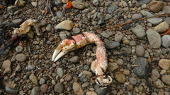 Jacquinotia edwardsii