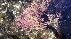 Calliarthron tuberculosum