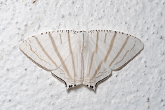 Urapteroides astheniata