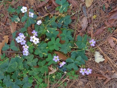 Oxalis violacea