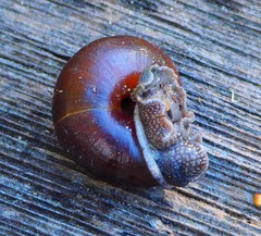 Helminthoglypta sequoicola consors